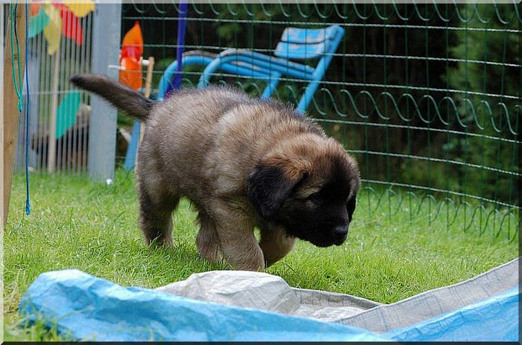 leonberger 082.jpg